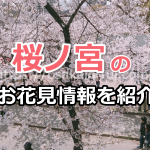 桜ノ宮の花見情報