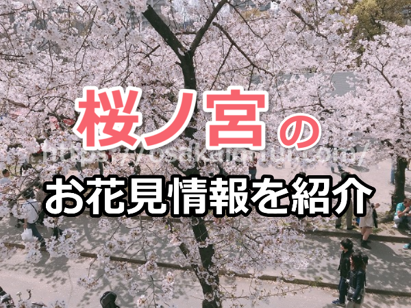 【2024年版】人気お花見スポット桜ノ宮のアクセス・コンビニ・トイレ情報