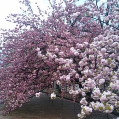 【造幣局の桜の通り抜け】アクセスにおすすめの最寄り駅は天満橋